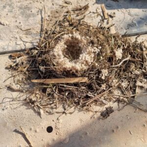 Vogelnest_LANA_1-300x300